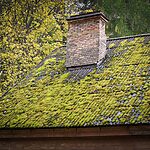 The roof surface of the house is overgrown with moss