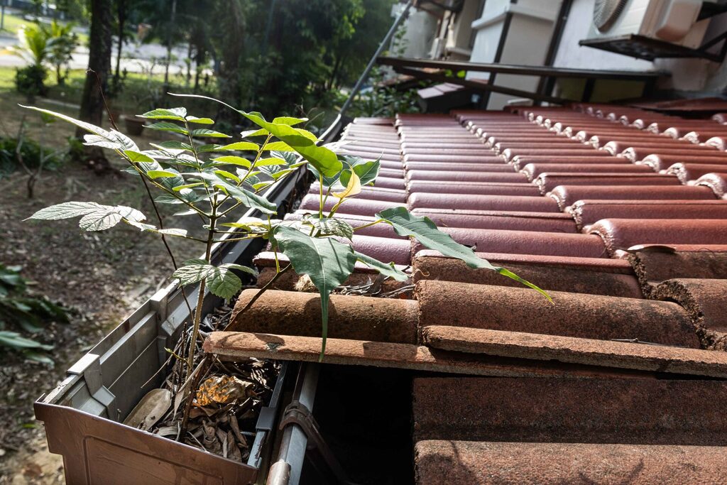 Close up clogged roof rain gutter