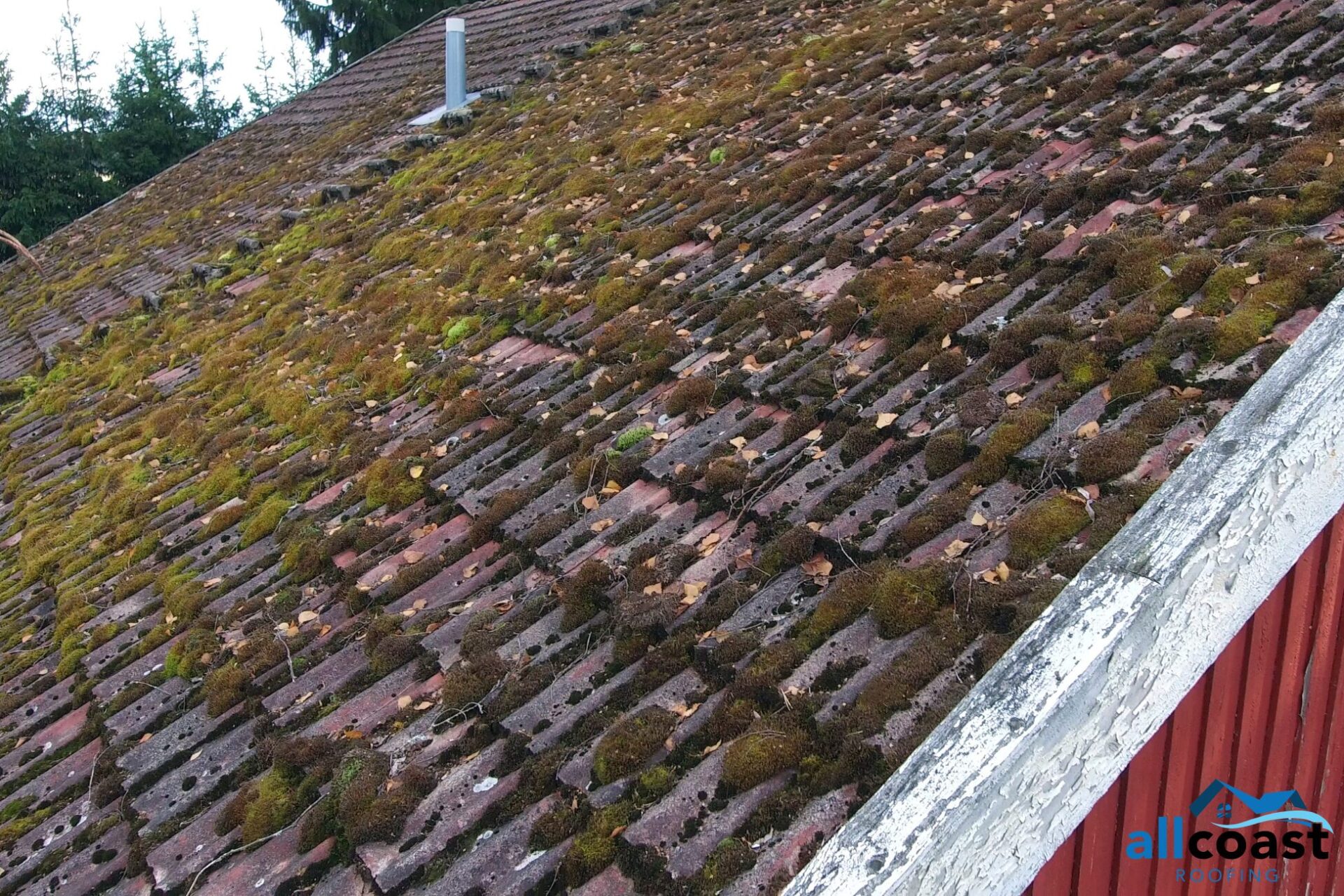 moss on a roof of a residential house