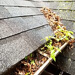 dirty gutters that need cleaning